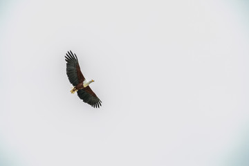 Fototapeta premium Soaring like an Eagle
