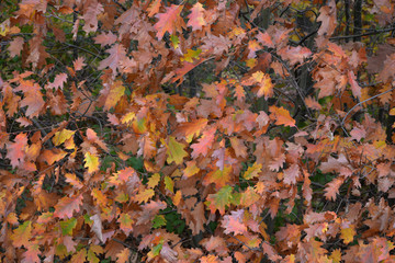 Herbst_Rheinebene_10
