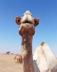 camels in the desert