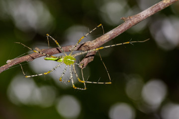 Image of Malagasy green lynx spider (Peucetia madagascariensis) on dry branches. Insect, Animal.