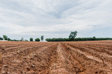 Cassava planting area or cassava farm field