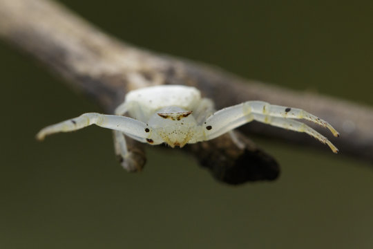 Image of white crab spider (Thomisus spectabilis) on dry branches. Insect Animal.