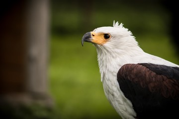 Raubvogel
