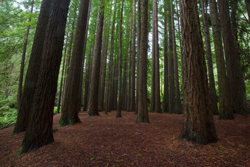 Californian Redwood Forest