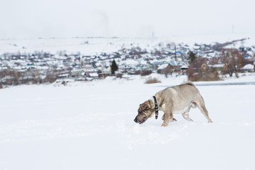 Dog plays in the snow