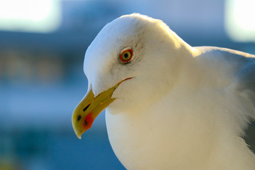 Beautiful seagull close up sunny portrait. White seabird head macro, detailed eye and beak.