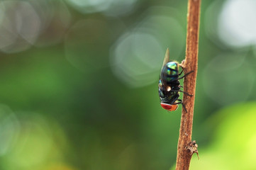 Close up of fly on a stick