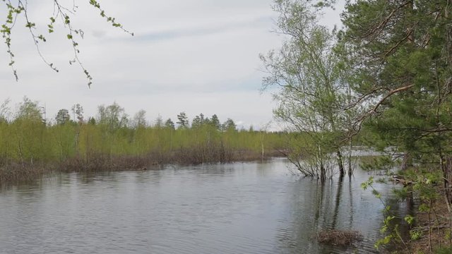 Panorama flooded by the flood of the Siberian taiga river. Rotation the camera from right to the left