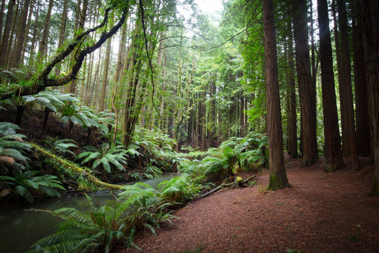 Californian Redwood Forest