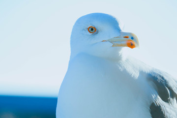 Beautiful seagull close up sunny portrait. White seabird head macro, detailed eye and beak.