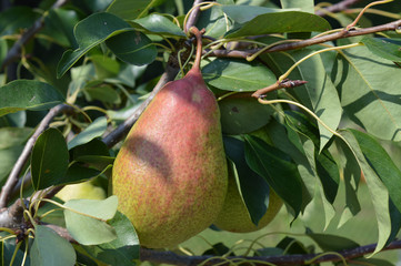 Pears