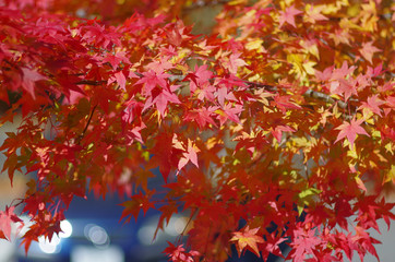 もみじの紅葉