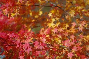 もみじの紅葉