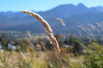 Cisza