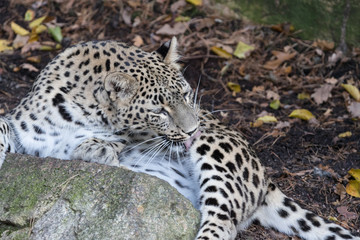 Amur leopard