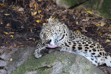 Amur leopard