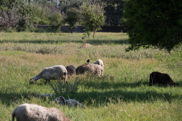 Naklejka na ściany i meble Sheeps on the meadow