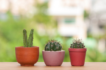 Cactus in pot on wooden table.