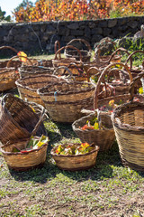 Baskets for grape harvesting