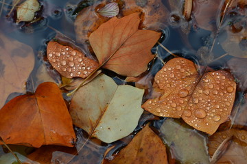 Herbstliche Blätter im Wasser