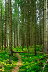 Fototapety na wymiar - Fototapeta24.pl