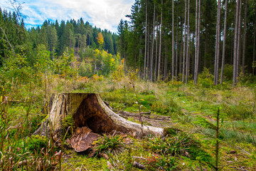 Baumstumpf mit Rinde und Bäumen im Herbst im Bayerischen Wald