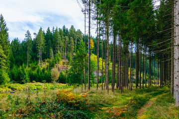 Wald im Herbst mit goldenen herbstlichen Farben im Bayerischen Wald