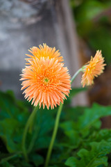 Orange Gerbera flower