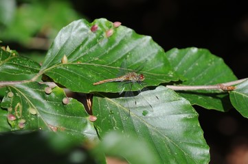 Libelle auf Buchenblatt