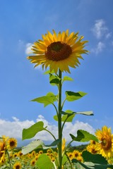 夏　青空とひまわり