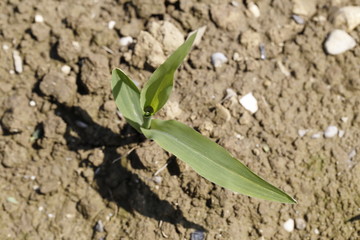 germoglio di granoturco