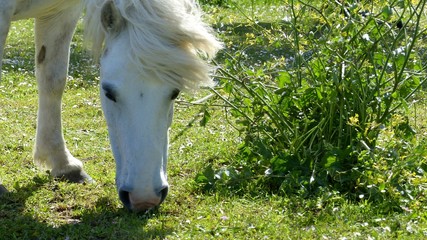 caballo