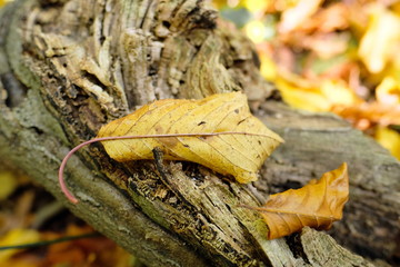 Herbstliches Blatt auf Baumwurzel