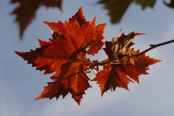 Fototapeta na wymiar verkleurde balderen in de herfst