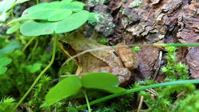 Frog in the woods.