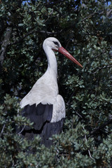 White stork (Ciconia ciconia)