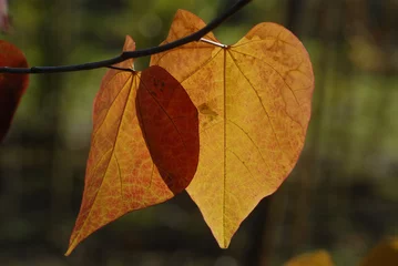 Foto op Canvas herfstbladeren van de Judasboom © twanwiermans