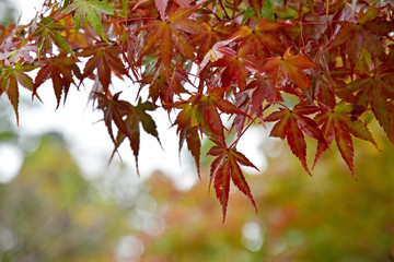 Leaves are going to change colors by season.