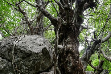 Amazing tree in deep forest with huge rock, dark atmosphere, 