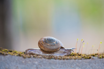Snail crawls on moss