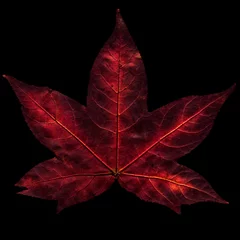 Tapeten herfstblad © twanwiermans