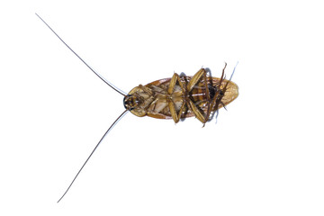 Dead cockroach with isolate background