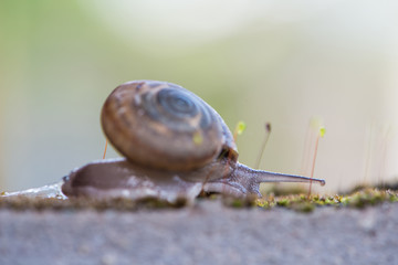 Snail crawls on moss