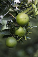 Orange tree with fruits ripen in the garden 