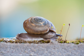 Snail crawls on moss