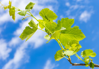 rameau de vigne nouvelle 