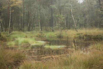 Beautiful moor landscape in the lueneburger heide