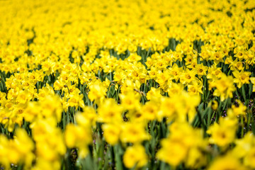 Daffodil Meadow