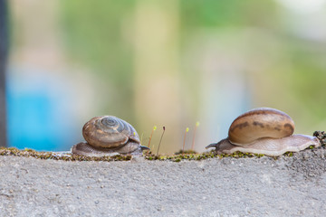 Two Snails crawls on moss