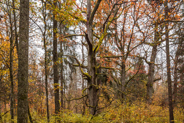 Obraz premium Eiche, Białowieża-Urwald im Herbst